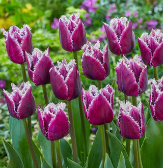 San Martin Tulip Seeds